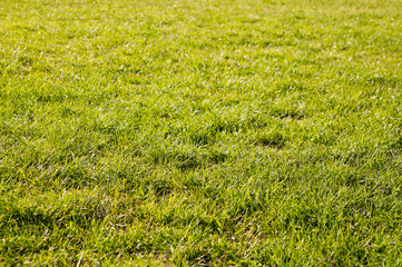 Green meadow grass field