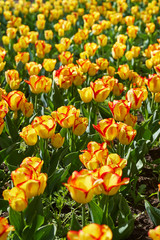 Bright tulips glade