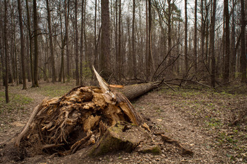 Поваленное дерево