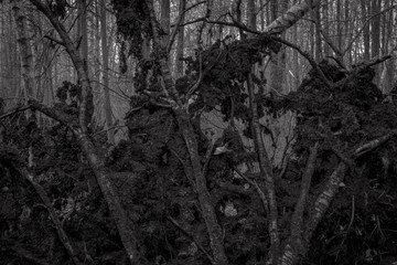 Корень упавшего дерева © Dead_inside