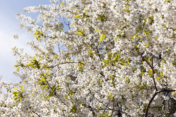 Sakura Flower or Cherry Blossom With Beautiful Nature Background