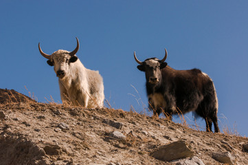 Yak in Nepal