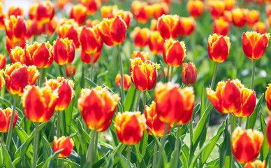 Fototapeta premium Red tulips in flower field
