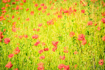 Obraz na płótnie Canvas Red poppies in a summer meadow on sunny day