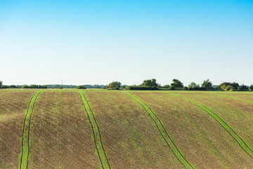 Agricultural field on a hill with young sprouts