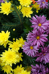 Chrysanthemums in a bouquet