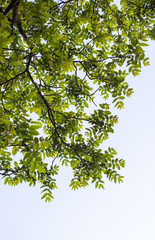 Green branches of the walnut tree