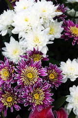 Variegated chrysanthemum