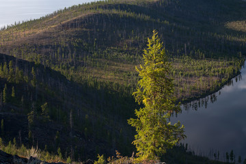 Lonely larch on a background of the Lake shore. Oimyakon Highlands. Yakutia. Russia.