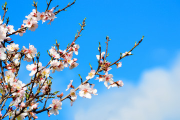 flowers under a blue sky