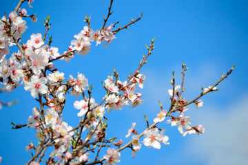 almond branches with flowers