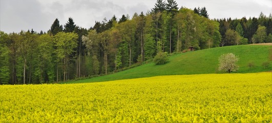Rape field and forest on the hill