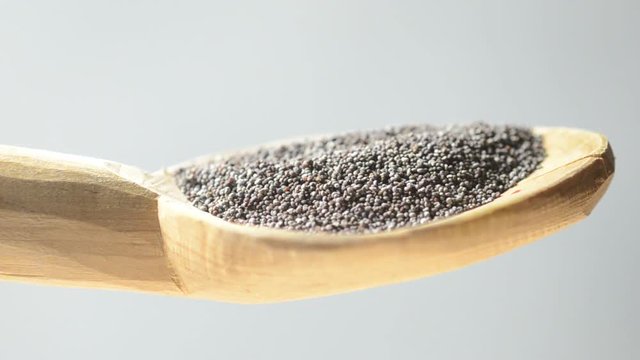 Papaver rhoeas خشخاش منثور Klatschmohn Grote klaproos Rosolaccio Мак самосейка Amapola Semi di papavero Poppy seeds Mak polny Kornvallmo 虞美人 花卉 M&aacute;k vlč&iacute; Coquelicot Gelincik bitki