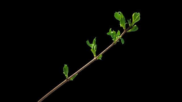 Time-lapse of blooming tree branch with opening leaves buds with alpha transparency channel , isolated with black and white luminance matte, perfect for film, digital composition