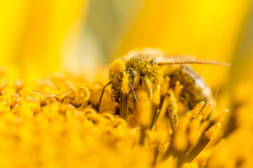 Honey bee pollinating covered with pollen on yellow sunflower. The animal is sitting on a flower in...