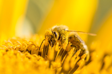 Honey bee pollinating covered with pollen looking down in flower. The animal is sitting on a flower...