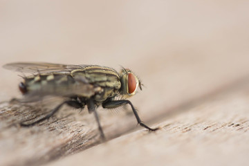 fly