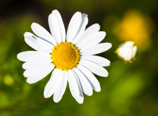 Closeup of the blooming oxeye daisy