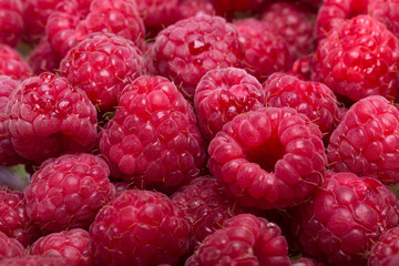 A beautiful selection of freshly picked ripe red raspberries.