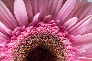 Close up of pink gerbera flower