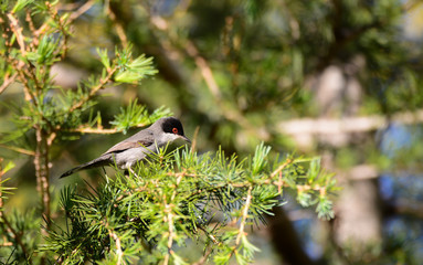 Sylvia melanocephala