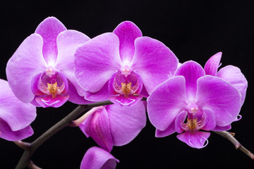 Plakat Pink streaked orchid flower, isolated on black background