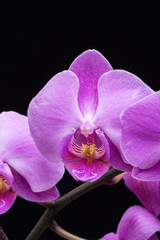 Fototapeta na wymiar Pink streaked orchid flower, isolated on black background