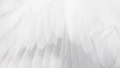 Zelfklevend Fotobehang white wing © mycteria