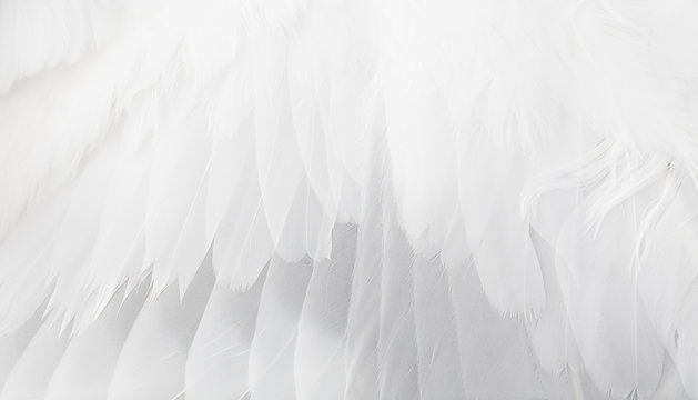 2,559,566 White Feathers Images, Stock Photos, 3D objects, & Vectors
