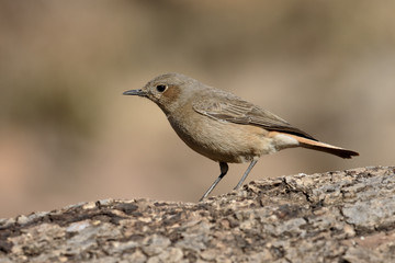 Familar chat, Cercomela familiaris
