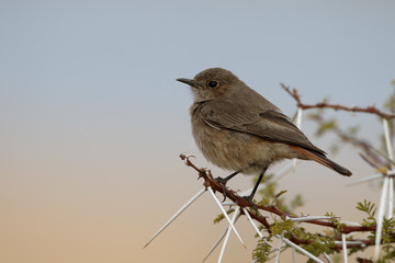 Obraz premium Familar chat, Cercomela familiaris