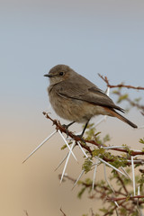 Familar chat, Cercomela familiaris