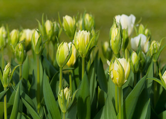 Spring meadow with yellow and white tulips. Spring background. Selective focus.