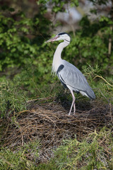 Grey heron, Ardea cinerea