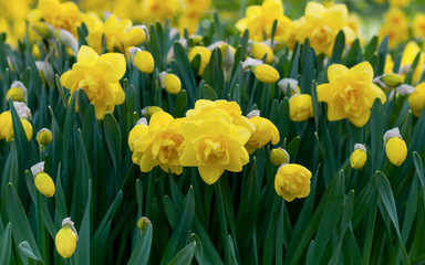 Yellow daffodil flowers in the garden at early morning. Selective focus.