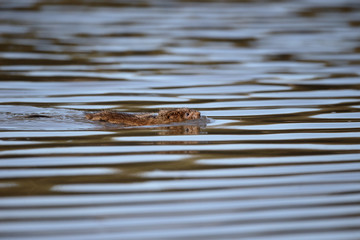 Water vole, Arvicola amphibius