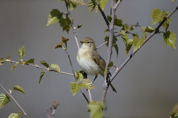 Willow warbler, Phylloscopus trochilus