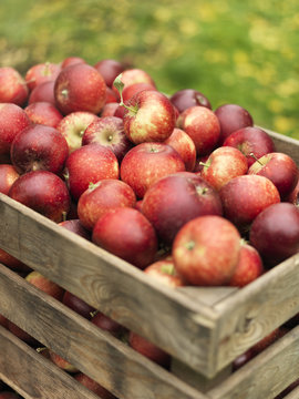 Apples in wooden crate