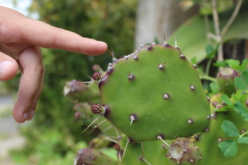Dedo tocando un cactus
