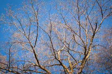 tree and branches on blue sky