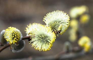 Flowering catkins of a willow