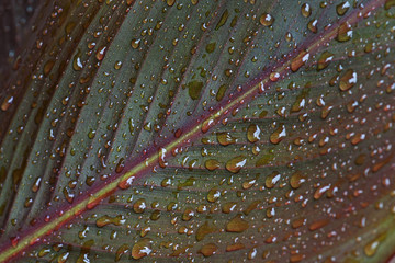 Water droplets on canna leaf - obrazy, fototapety, plakaty