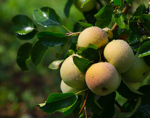 Apples on a branch