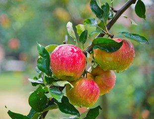 Apples on a branch