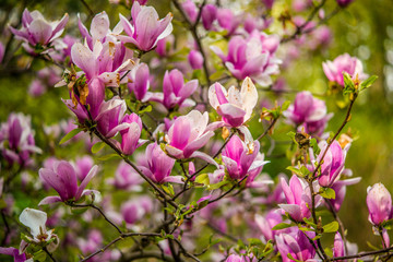 beautiful magnolia flowers