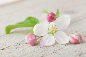 Fototapeta na wymiar Apple blossom flowers on old white wood
