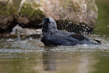 Western Jackdaw, Corvus monedula