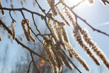 Flowering catkins of a poplar
