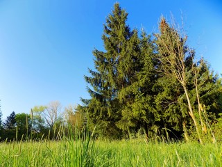 Meadow and coniferous trees in park