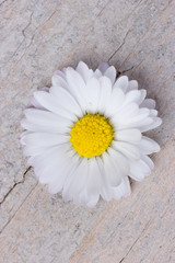 Fototapeta na wymiar One daisy flower on white wooden background